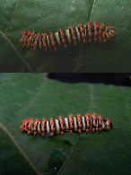 FIGURE 4e FIGURE 4e